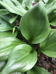 Erythronium tuolumnense