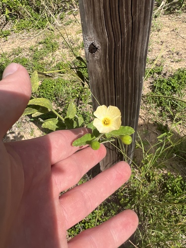 Rigid stripeseed (Piriqueta racemosa)
