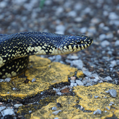 Lampropeltis nigra