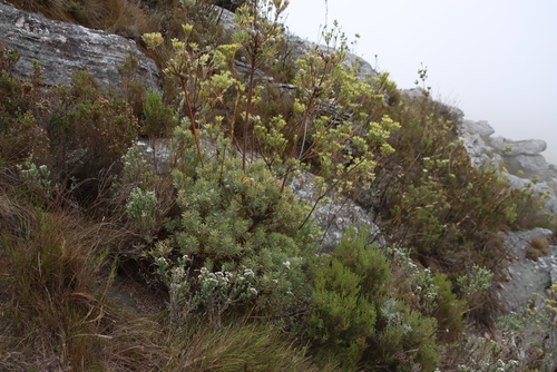 Image of Outeniqua Conebush by (c) Tony Rebelo, some rights reserved (CC BY-SA)