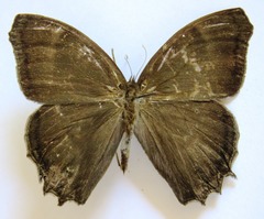 Taygetis uncinata