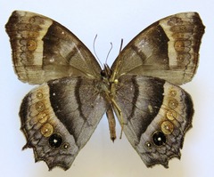 Taygetis uncinata