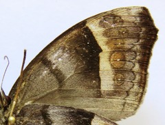 Taygetis uncinata