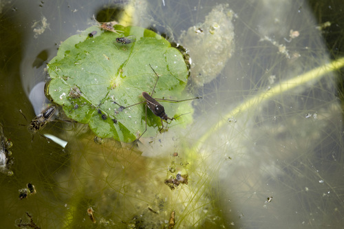 Amemboa esakii, 2023-12-06