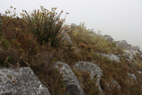 Image of Leucadendron uliginosum by (c) Tony Rebelo, some rights reserved (CC BY-SA)