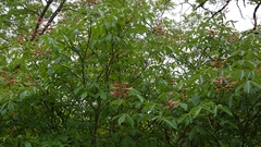 Aesculus pavia flavescens