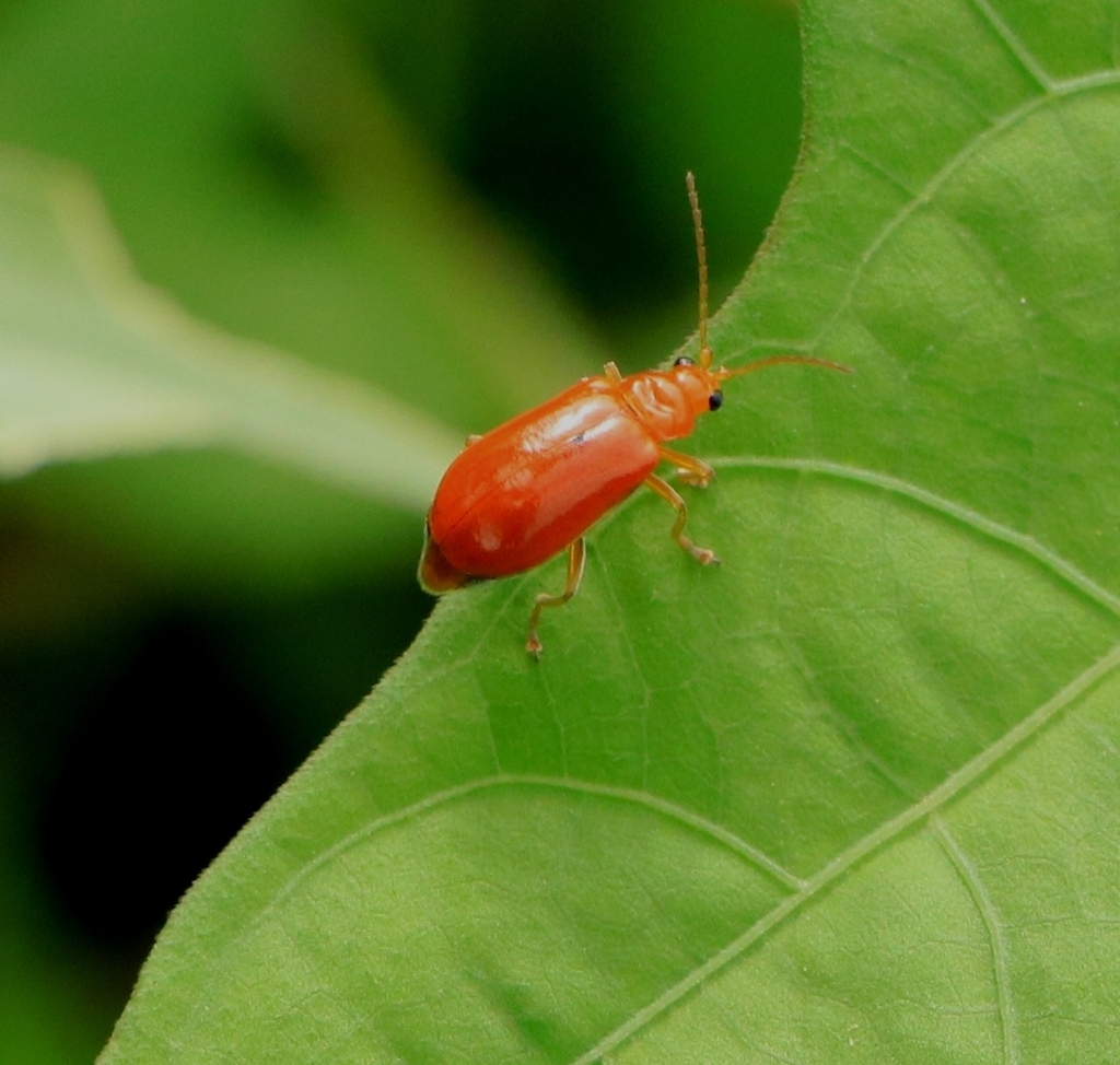 Aulacophora indica from Kattampally on September 22, 2023 at 0913 AM