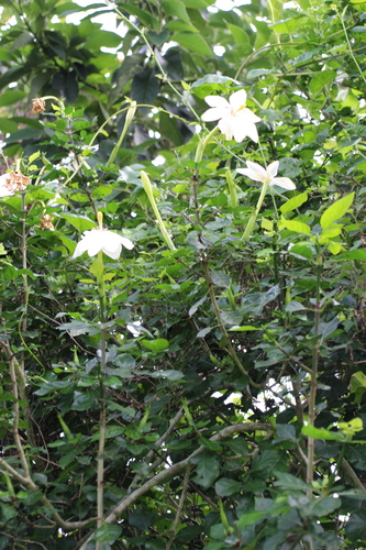Image of Gardenia thunbergia by no rights reserved