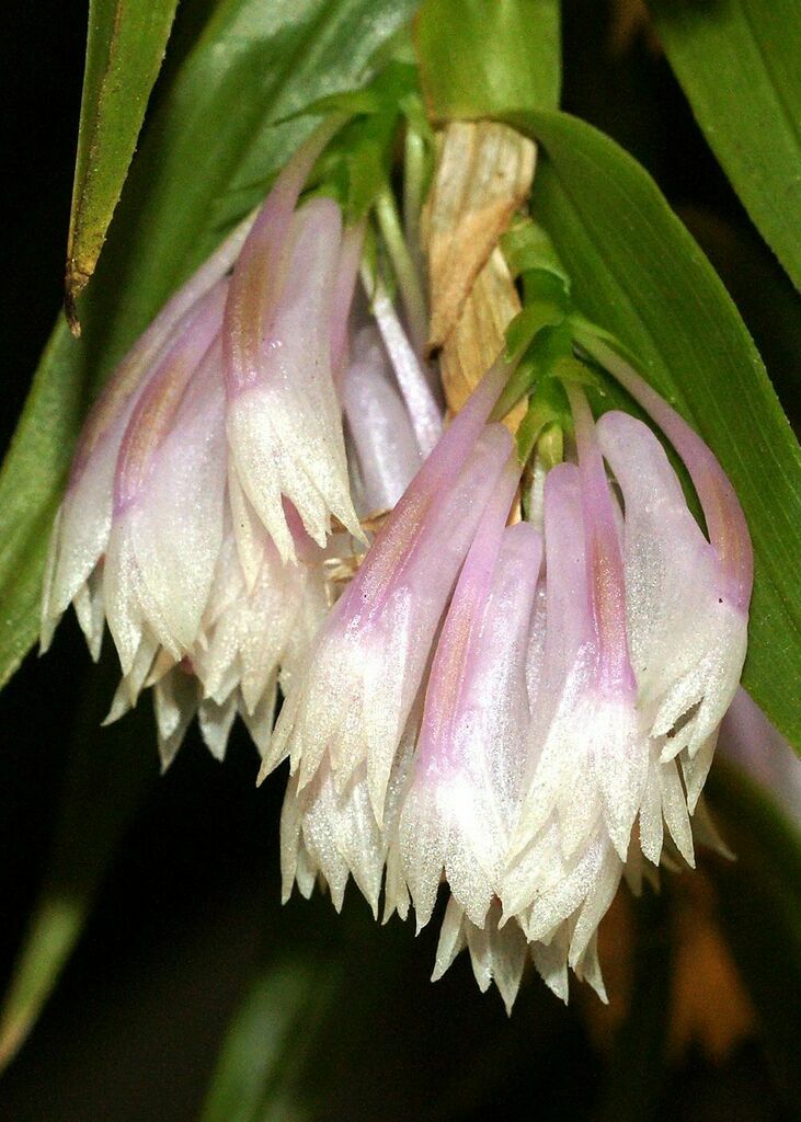 Dendrobium caliculi-mentum R.S.Rogers