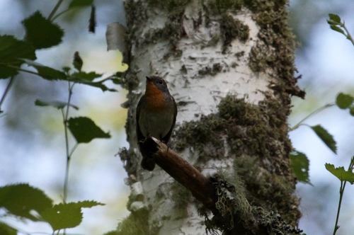 Papamoscas papirrojo (Ficedula parva)