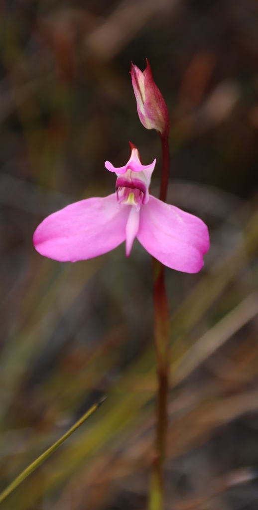 Disa venosa