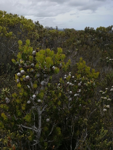 Image of Leucadendron muirii by (c) Barbara le Roux, some rights reserved (CC BY-SA)