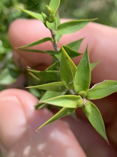 Melaleuca styphelioides