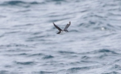 Pelecanoides georgicus whenuahouensis