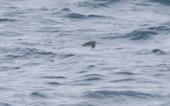 Pelecanoides georgicus whenuahouensis