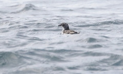 Pelecanoides georgicus whenuahouensis