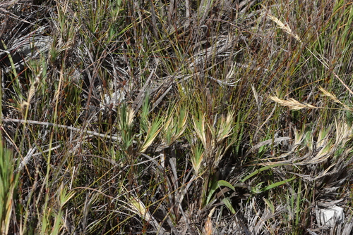 Image of Nivenia fruticosa by (c) Tony Rebelo, some rights reserved (CC BY-SA)