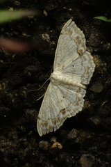 Scopula propinquaria