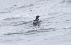 Pelecanoides georgicus whenuahouensis