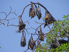 Pteropus giganteus