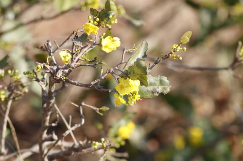 Image of Ochna natalitia by (c) Karen Eichholz, some rights reserved (CC BY)