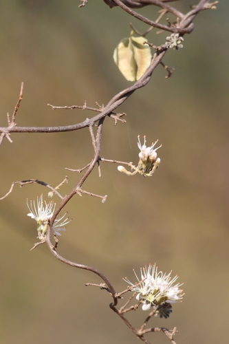 Image of Combretum mossambicense by (c) Karen Eichholz, some rights reserved (CC BY)
