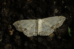 Scopula propinquaria