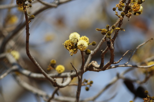 sand-ash (Xylia torreana)