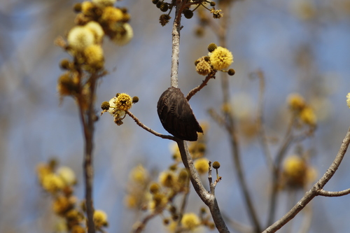 Image of Xylia torreana by (c) Karen Eichholz, some rights reserved (CC BY)