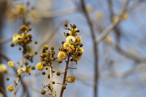 Image of Xylia torreana by (c) Karen Eichholz, some rights reserved (CC BY)
