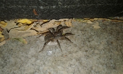 Paratrochosina amica