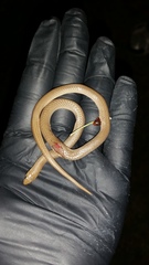 Sonora taylori