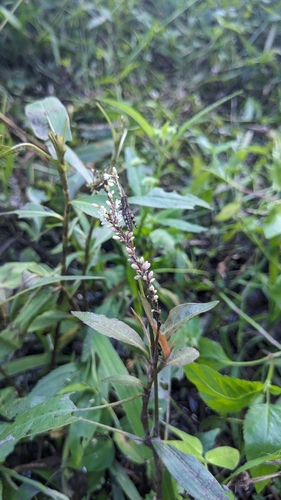 Image of Persicaria barbata by (c) Cheng-Te Hsu, some rights reserved (CC BY)