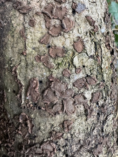 drevovček moravský (Hypoxylon cercidicola)
