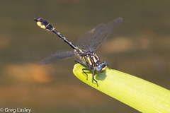 Hylogomphus apomyius