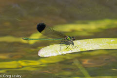 Calopteryx dimidiata