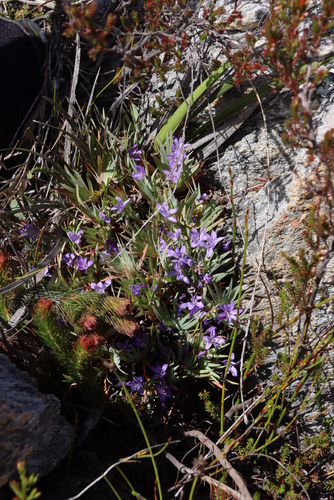 Image of Nivenia fruticosa by (c) Tony Rebelo, some rights reserved (CC BY-SA)