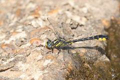 Hylogomphus apomyius