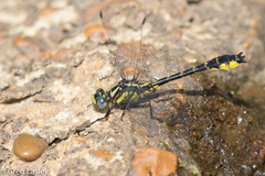 Hylogomphus apomyius