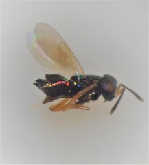 Parectromoides varipes