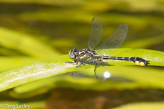 Hylogomphus apomyius