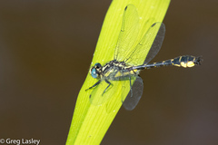 Hylogomphus apomyius