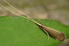 Calamoceratidae
