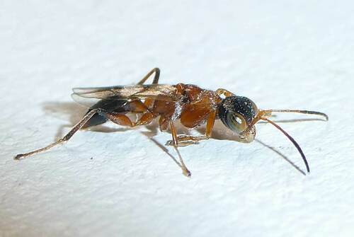Deinodryinus observed 2023-07-22