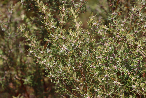 Image of Grubbia rosmarinifolia by (c) Tony Rebelo, some rights reserved (CC BY-SA)
