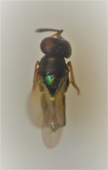 Parectromoides varipes