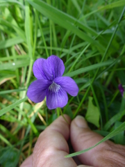 Viola adunca adunca