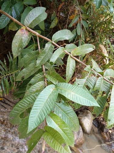 Syzygium acutangulum observed 2023-06-10