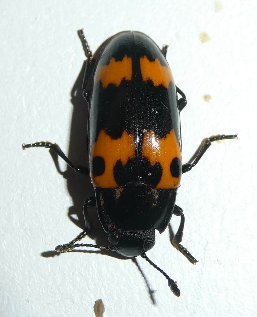 Red-banded Fungus Beetle from Marriottsville, MD 21104, USA on August ...