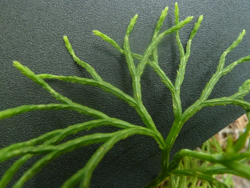 northern ground-cedar